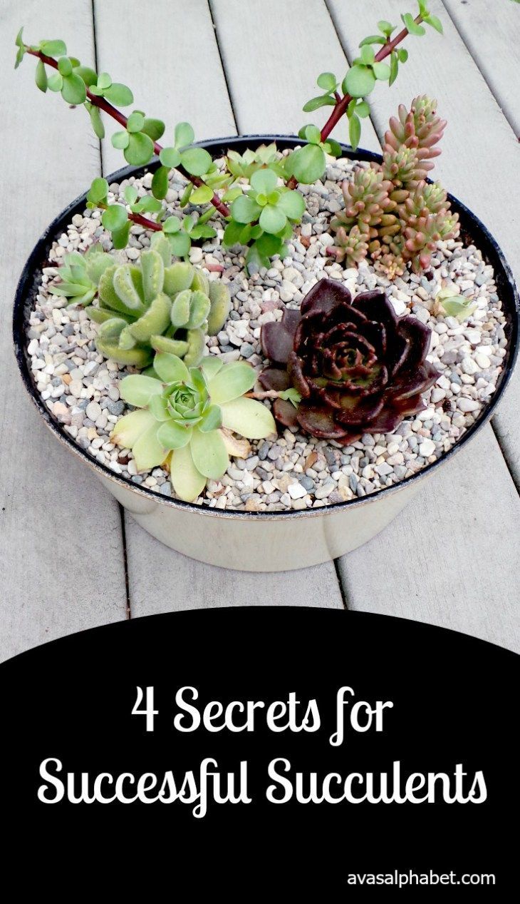 4 Secrets for Successful Succulents - Ava's Alphabet -   18 planting succulents in glass ideas