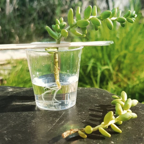 A simple guide to growing succulents in water -   18 planting succulents in glass ideas