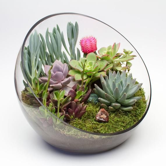 Big Ol' Egg: DIY terrarium kit with cacti and succulent arrangement, glass terrarium, succulent cent -   18 planting succulents in glass ideas