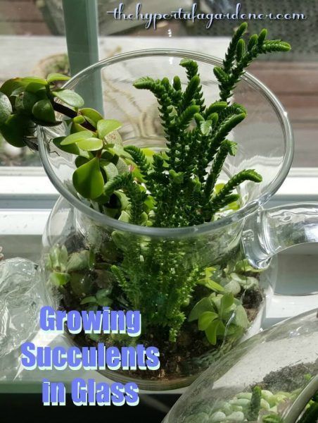 Growing Succulents In Terrariums -Time To Go Outside! | The Hypertufa Gardener -   18 planting succulents in glass ideas