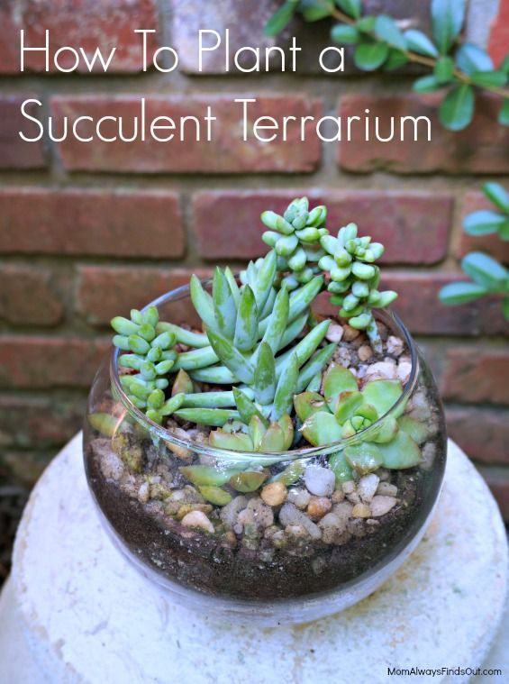 Succulent Terrarium in a Clear Glass Bubble Bowl -   18 planting succulents in glass ideas