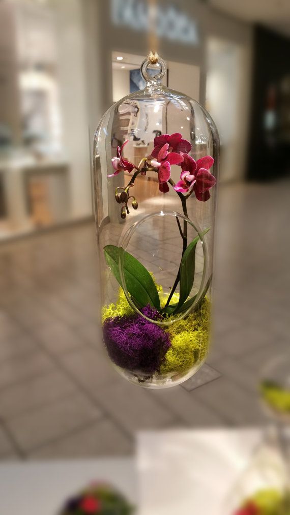 Orchid Live Plant Terrarium Glass 12 Inch / Wedding Arrangement Centerpiece / Floral Arrangement / Gift / Mother's Day / Graduation -   19 plants Interieur verre ideas