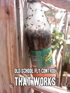 Old School Fly Control That Works -   18 how to get rid of flies outside ideas