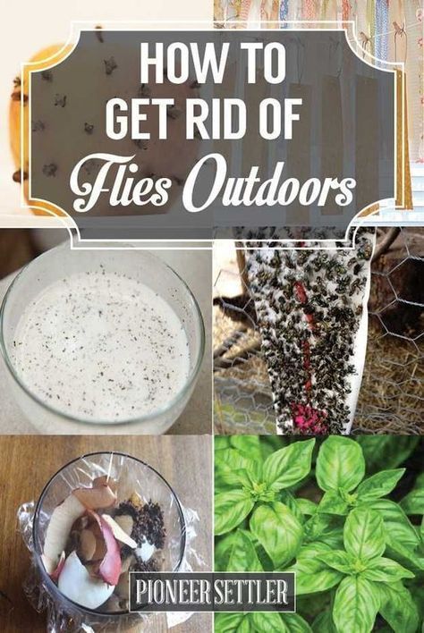 How To Get Rid Of Flies | 13 Natural And Homemade Fly Repellents -   18 how to get rid of flies outside ideas