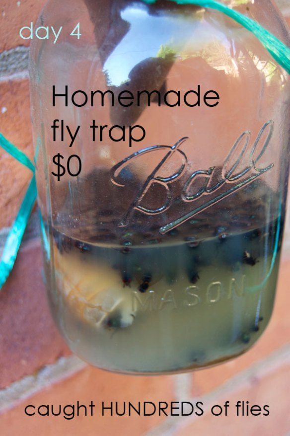 The Best Homemade Fly Trap (DIY) -   18 how to get rid of flies outside ideas