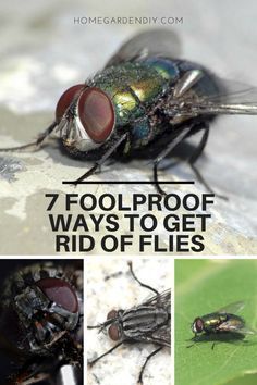 7 Foolproof Ways To Get Rid Of Flies - Home Garden DIY -   18 how to get rid of flies outside ideas
