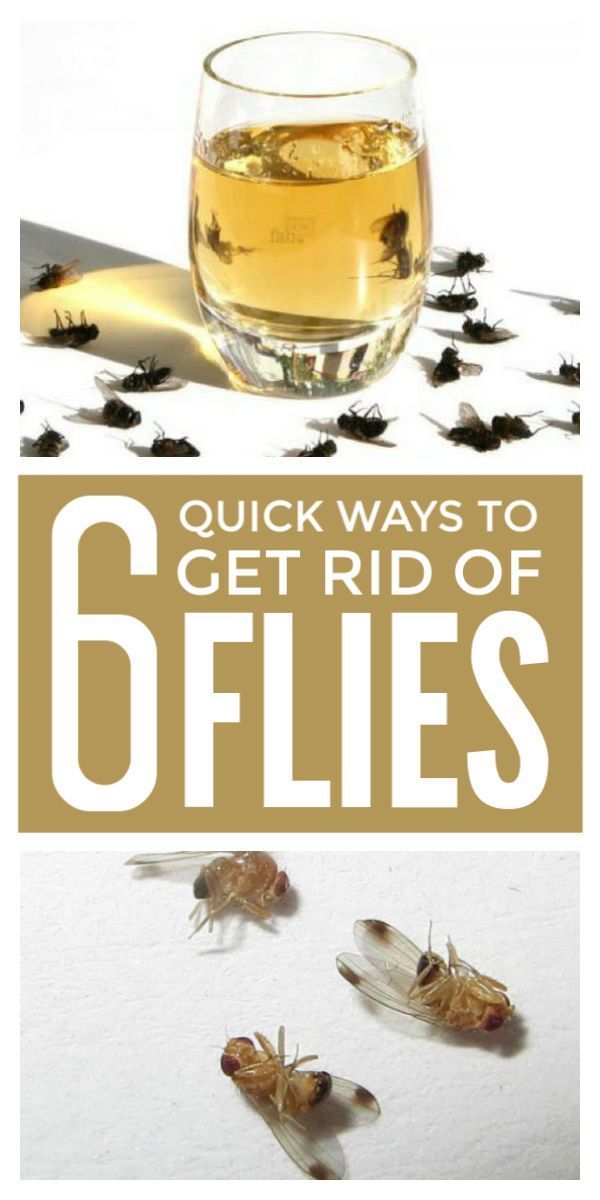 Get Rid of Flies -   18 how to get rid of flies outside ideas
