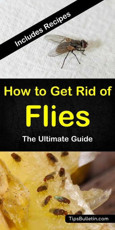 6 Clever Ways to Get Rid of Flies -   18 how to get rid of flies outside ideas