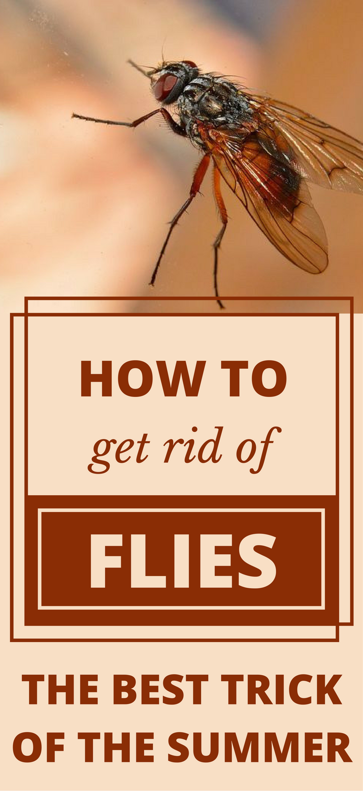 How To Get Rid Of Flies – The Best Trick Of The Summer - TryCleaningTips.com -   18 how to get rid of flies outside ideas