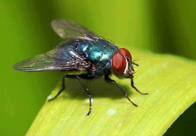 How To: Get Rid of Flies Outside -   18 how to get rid of flies outside ideas