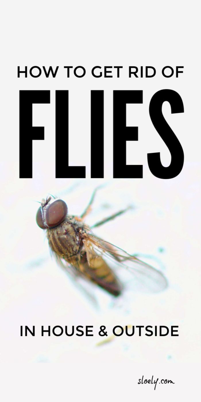 Get Rid Of Flies Naturally -   18 how to get rid of flies outside ideas