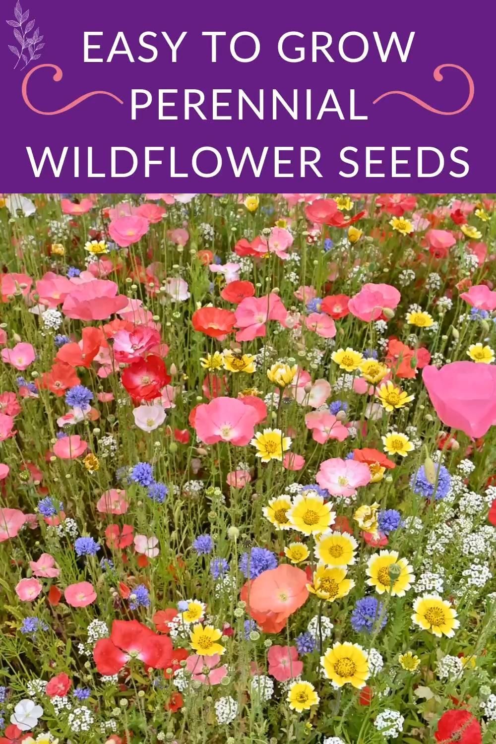 Start Your Wildflower Garden Today -   beauty Flowers garden