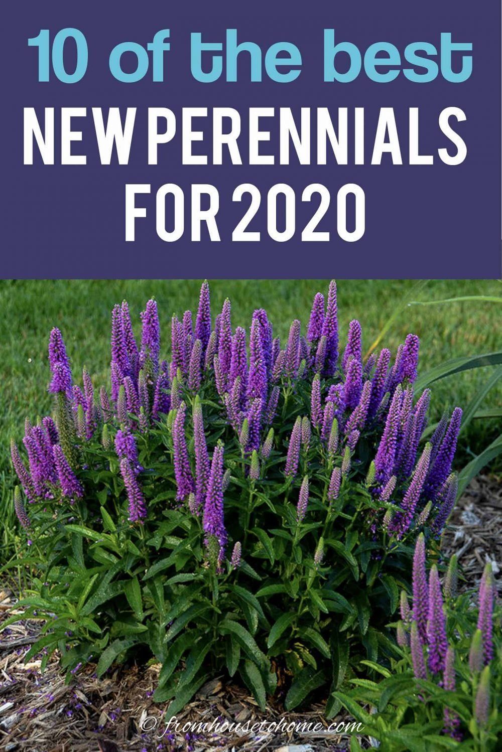 New 2020 Perennials (10 of the Best New Perennials For 2020) - Gardening @ From House To Home -   beauty Flowers garden