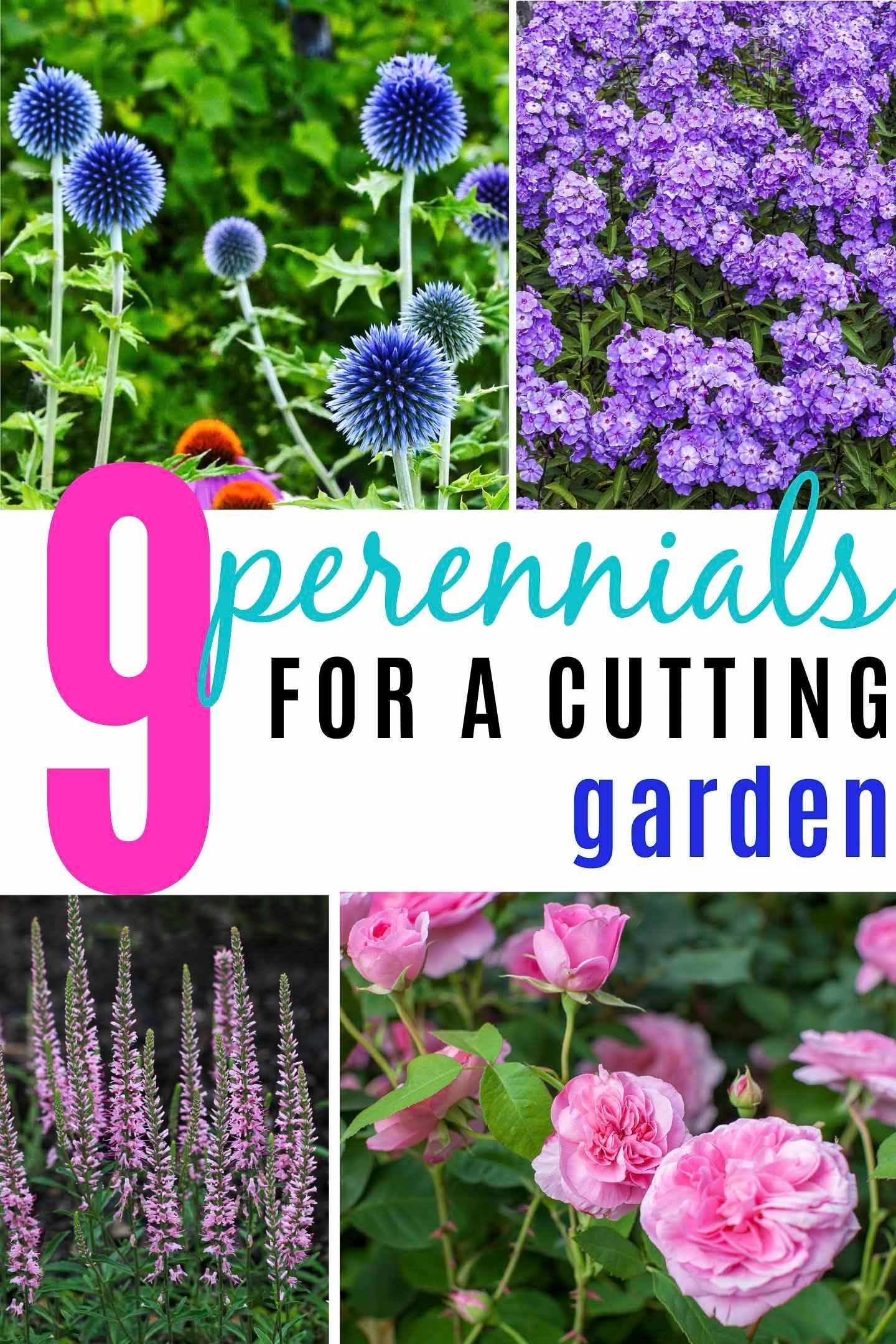 Full Sun Perennials For A Summer Cutting Garden (in zones 4 to 8) - Gardening @ From House To Home -   beauty Flowers garden