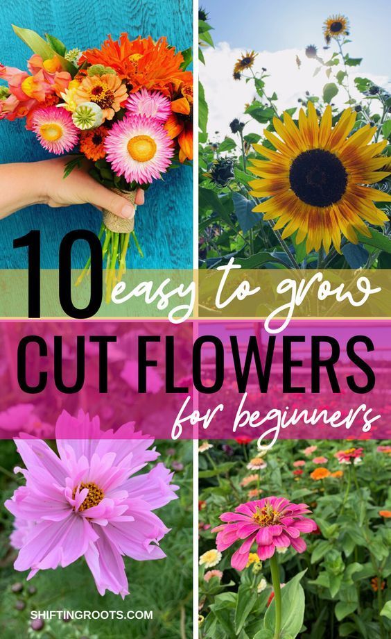 Easy to Grow Cut Flowers for Beginners -   beauty Flowers garden