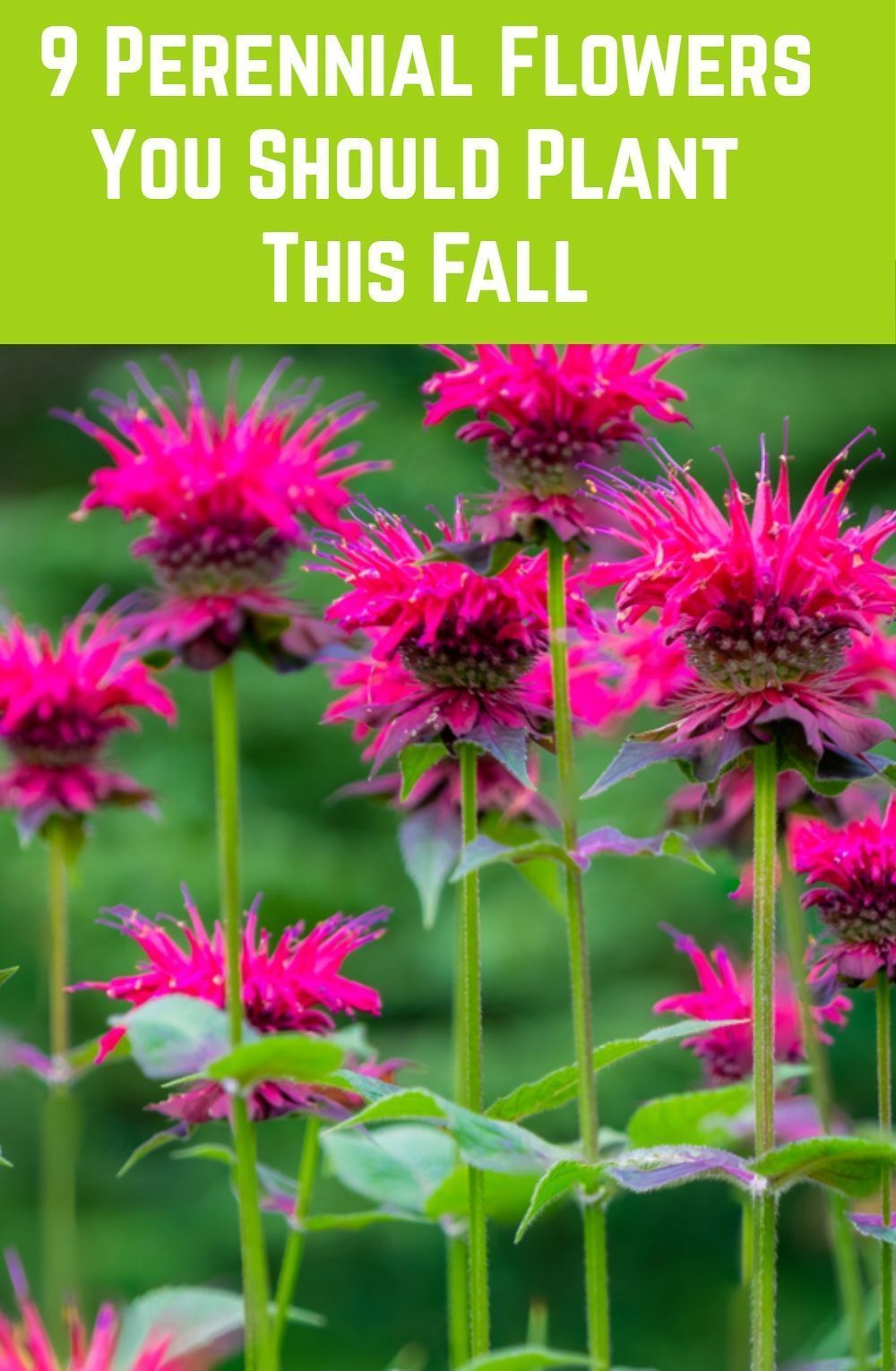 9 Perennials You Should Plant This Fall -   beauty Flowers garden