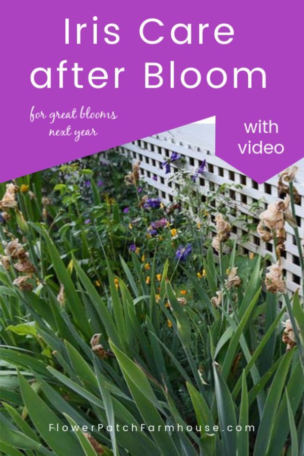 Iris Care after Bloom -   beauty Flowers garden