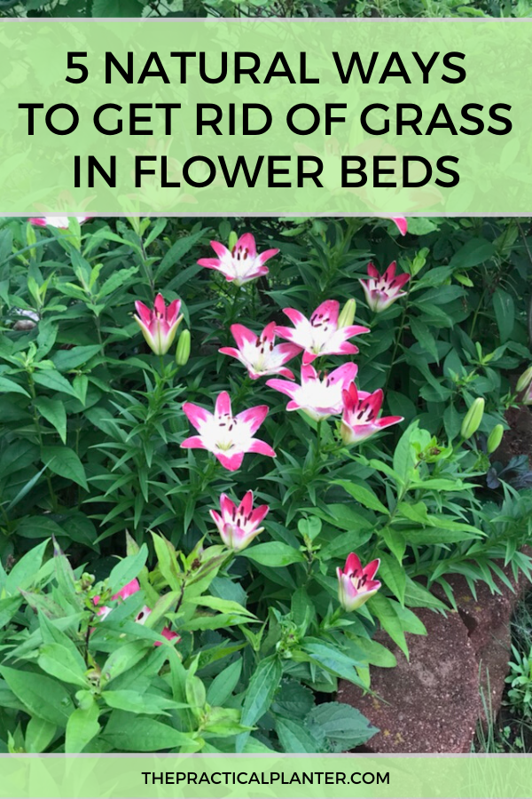 5 Natural Ways to Get Rid of Grass in Flower Beds -   beauty Flowers garden