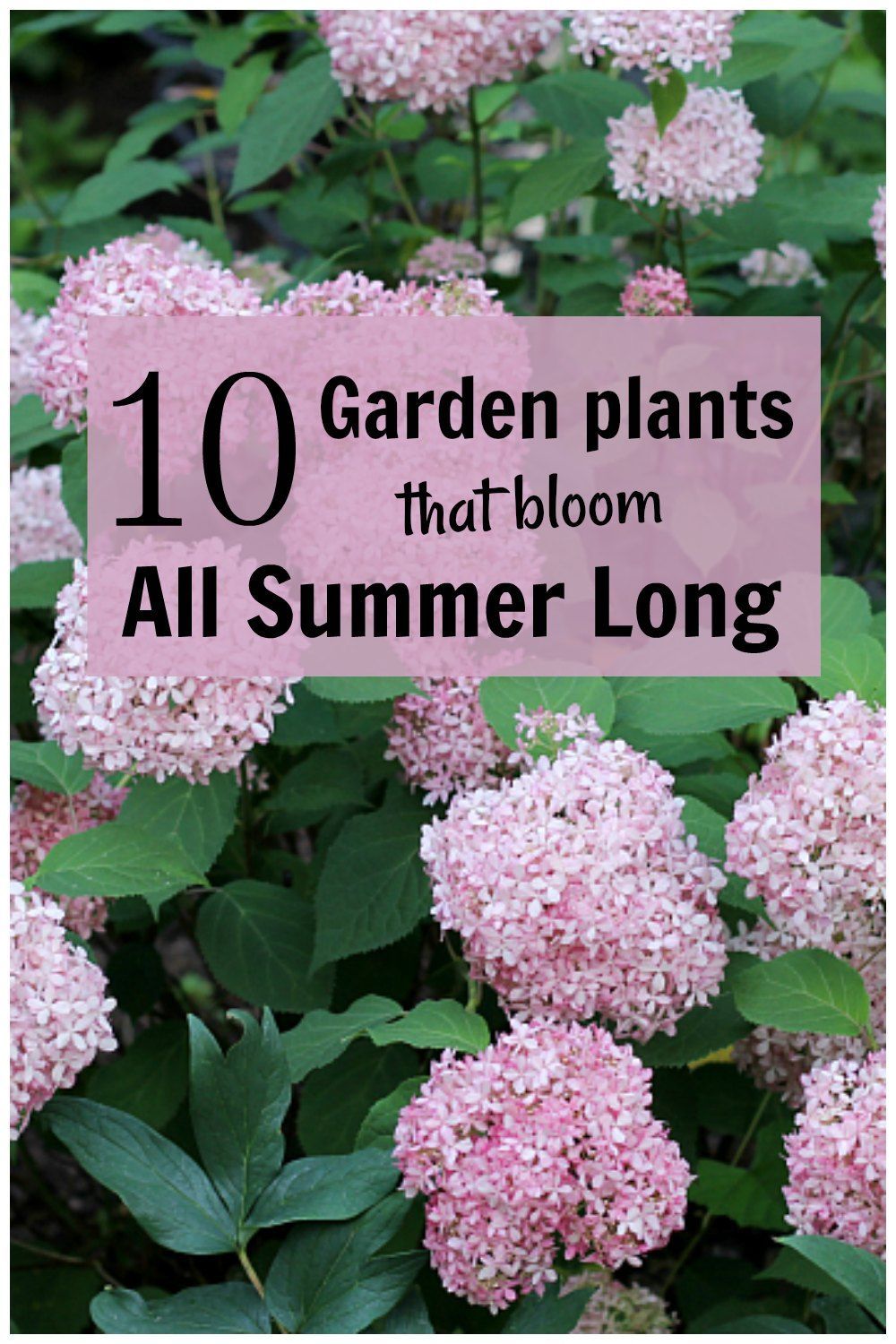 10+ Long Blooming Plants - Flowers from the Garden All Summer Long -   beauty Flowers garden