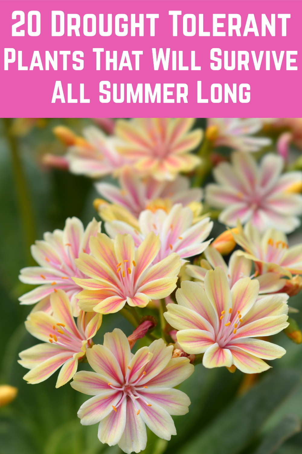 20 Drought Tolerant Plants That Will Survive All Summer Long -   beauty Flowers garden