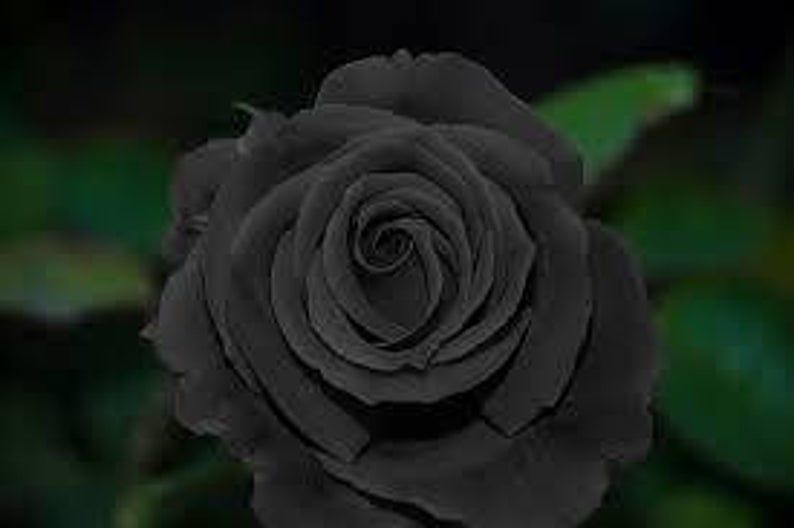 20+ Black Rose Seeds, Rare Rose Seeds, Exotic Dark Rose, Flower Seeds, Perennial ,Growing Roses from Seeds, Planting Rose, Rose Bushes -   beauty Flowers roses
