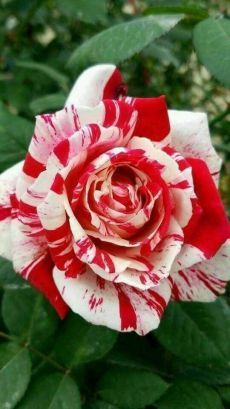 розы -   beauty Flowers roses