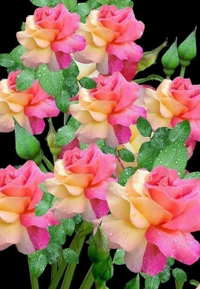 beauty Flowers roses