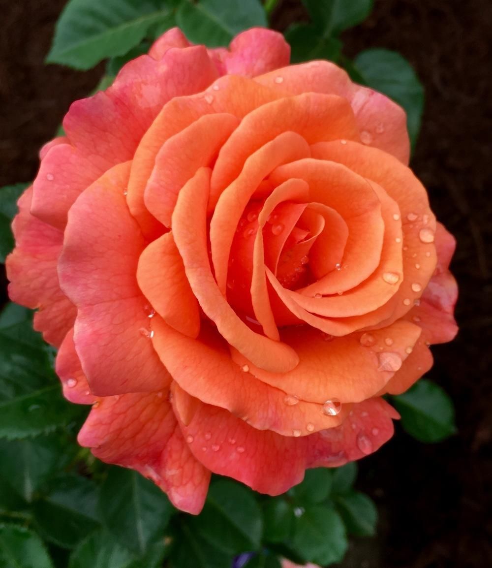 Photo of the bloom of Rose (Rosa 'Easy Does It') -   beauty Flowers roses
