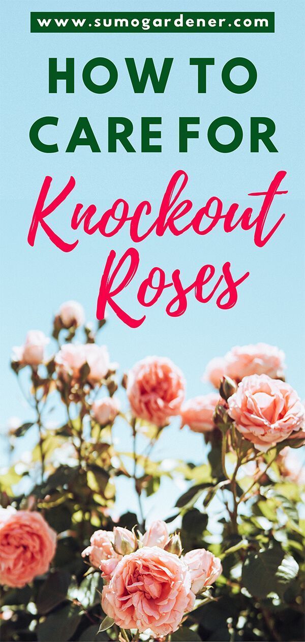 How To Grow and Care For Knockout Roses | Ultimate Growing Guide -   beauty Flowers roses