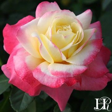 French Perfumeв„ў -   beauty Flowers roses