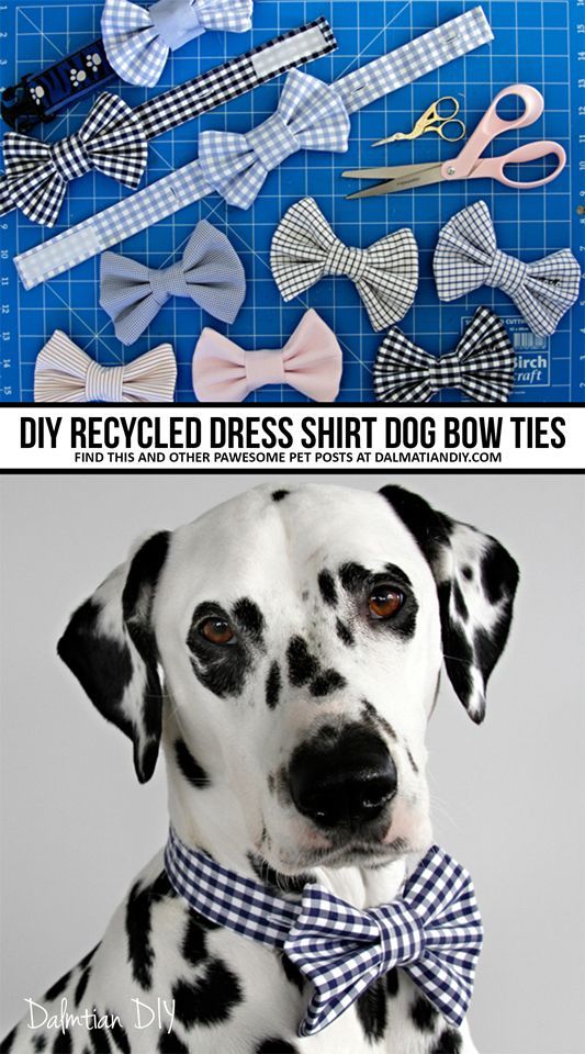 diy Dog clothes