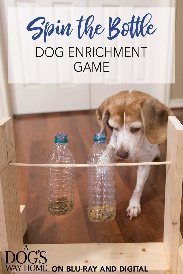 Dig into the recycling bin for empty plastic bottles to make a fun dog activity for your favorite pe -   diy Dog crafts