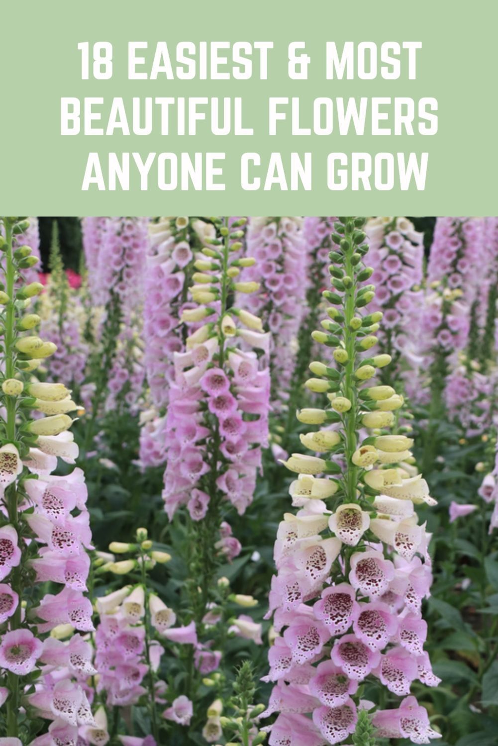 18 Easiest & Most Beautiful Flowers Anyone Can Grow In Their Garden -   most beauty Flowers