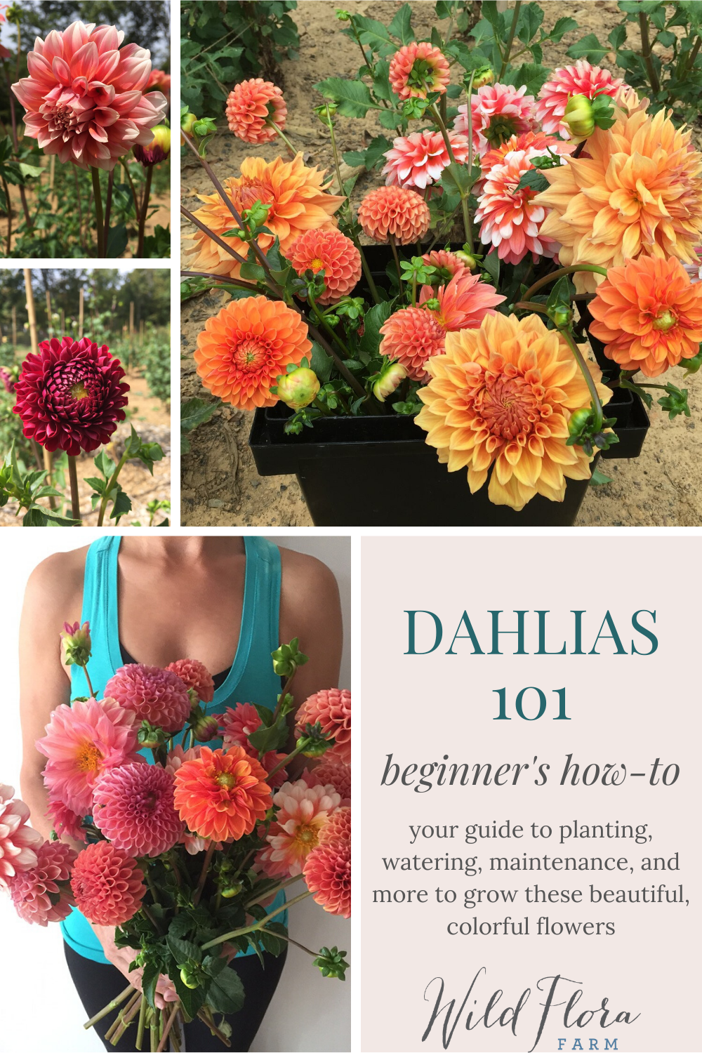 Dahlias Beginner Growing Guide: Learn The Best Tips + Tricks To Growing Healthy, Beautiful Dahlias -   most beauty Flowers
