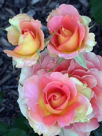 Brass Band Roses Art Print by Living Color Photography Lorraine Lynch -   most beauty Flowers