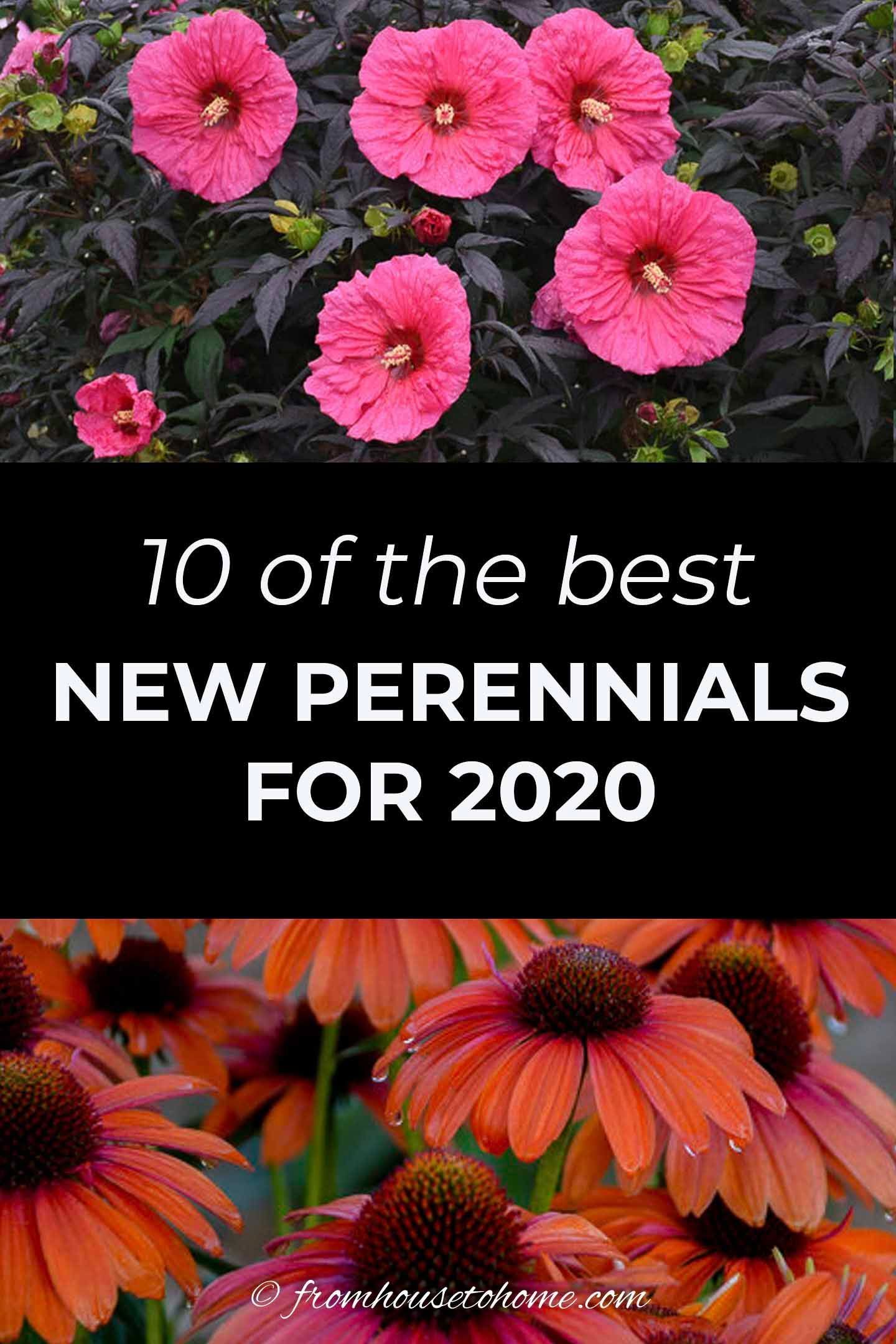 New 2020 Perennials (10 of the Best New Perennials For 2020) - Gardening @ From House To Home -   most beauty Flowers