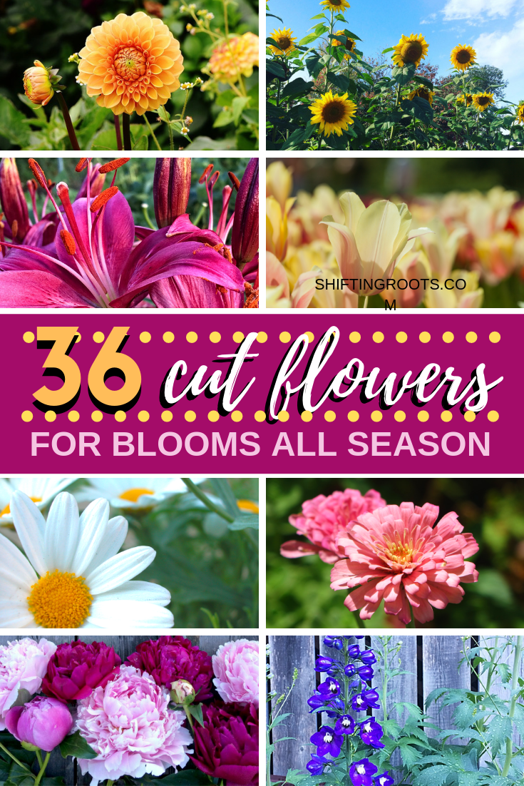 The 36 Best Cut Flowers to Feed Your Floral Arranging Habit All Summer Long -   most beauty Flowers