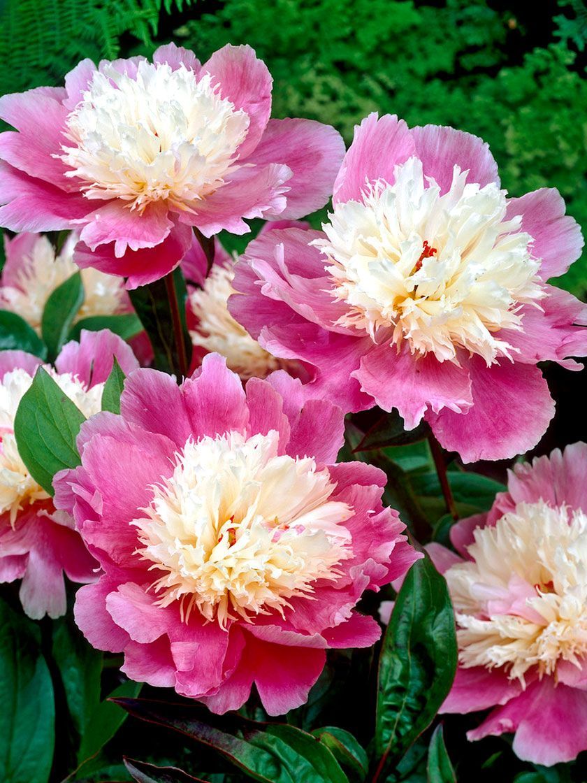Bowl of Beauty Peony Roots, 5 Pack -   most beauty Flowers