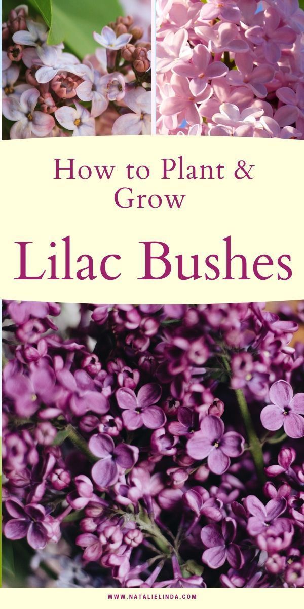 How To Grow a Lilac Bush for Beautiful Blooms in the Spring - Natalie Linda -   most beauty Flowers