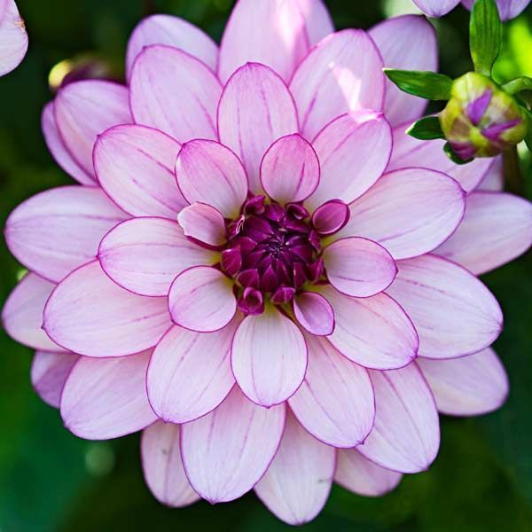 Dahlias: Late Summer's Drama Queens -   most beauty Flowers