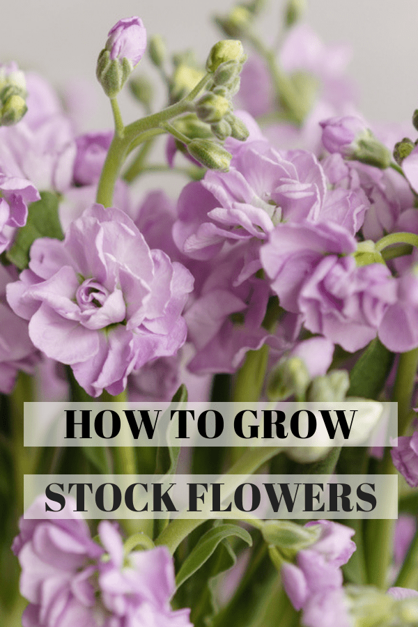 How To Grow Stock Flower (Matthiola Incana, Gillyflower, Perfume Plant) - Gardening Channel -   most beauty Flowers