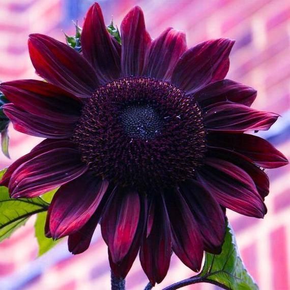 Chocolate Cherry Sunflower, 25 Seeds, Helianthus Annuus -   most beauty Flowers