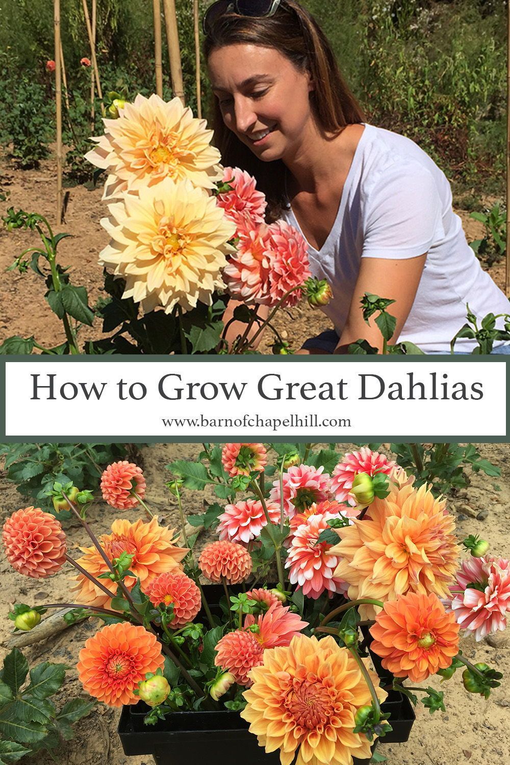 Dahlias 101: A Beginner's Growing Guide  — The Barn of Chapel Hill at Wild Flora Farm -   most beauty Flowers