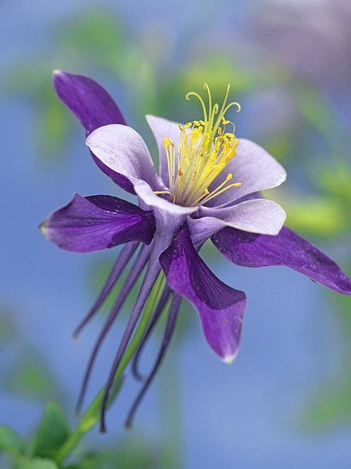 Colorado Blue Columbine, North America Solid-Faced Canvas Print -   most beauty Flowers