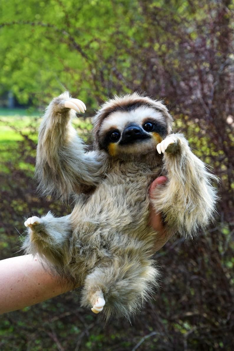 Sloth -   17 beauty Images animals ideas