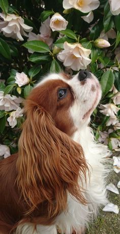30 Best Dog Names For Cute Cavalier King Charles Spaniels [PICTURES] - DogTime -   17 beauty Images animals ideas