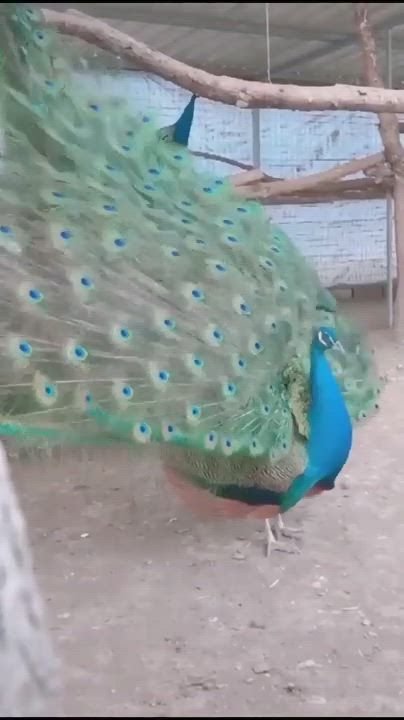 Dancing Peacock -   17 beauty Images animals ideas