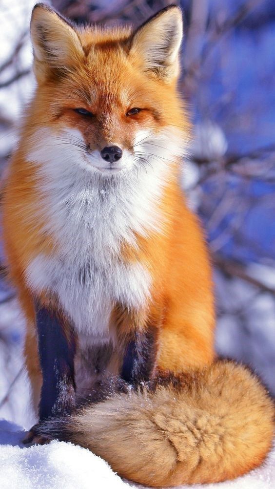 High-Quality Gathering Of Fox Pictures To Spread The Love (15 Pics) -   17 beauty Images animals ideas
