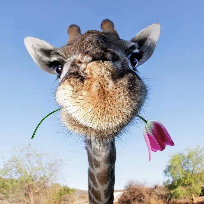Today, you have been blessed by a giraffe -   17 beauty Images animals ideas