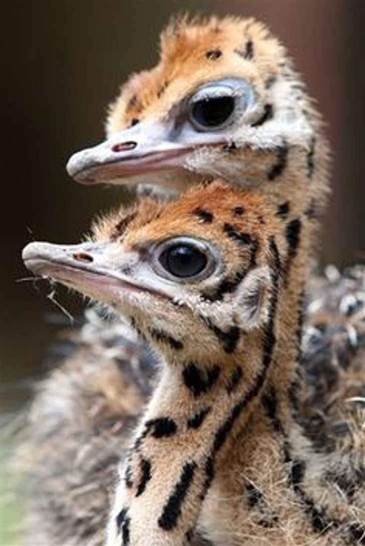 Los 17 hermanos m?s adorables del reino animal -   17 beauty Images animals ideas